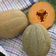 Cantaloupe