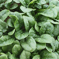 Spinach