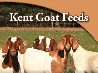 Kent Goat Feed