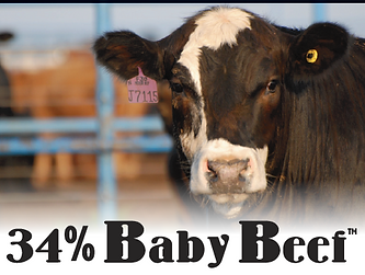 Kent 34% Baby Beef
