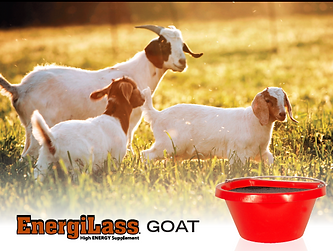 EnergyLass Goat Feed