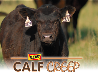 Kent Calf Creep