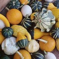 Gourds