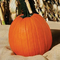 Pumpkin