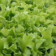 Lettuce